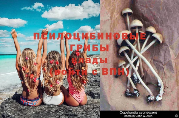 прущие грибы Белокуриха