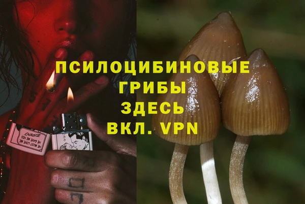 прущие грибы Белокуриха